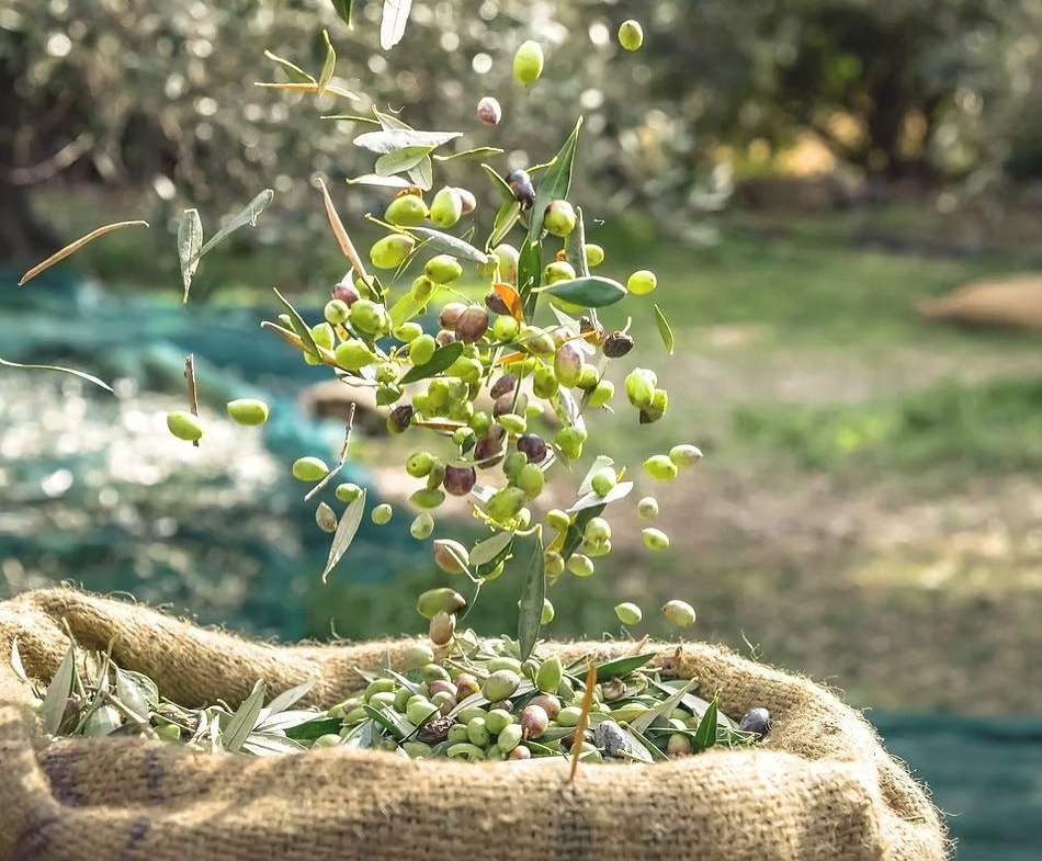 Organic Olive Farm for Sale (Murcia, Spain)