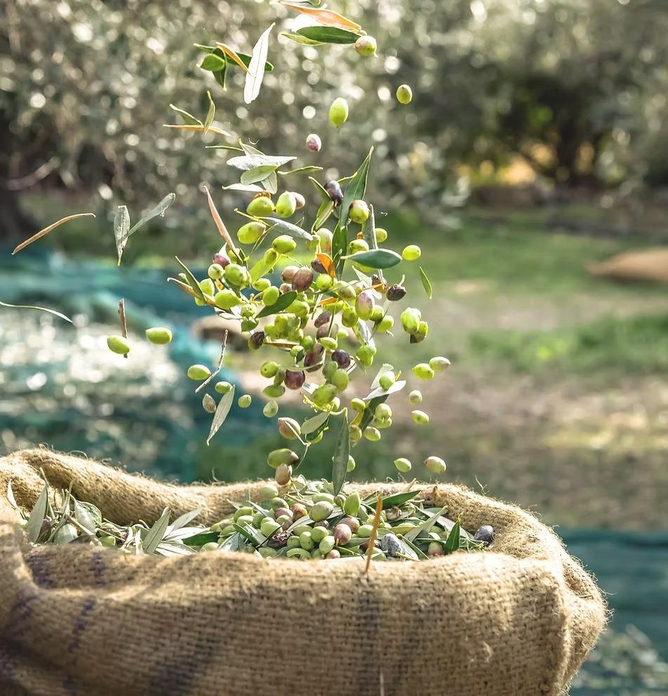 1-2-147 Organic Olive Farm for Sale (Murcia, Spain)