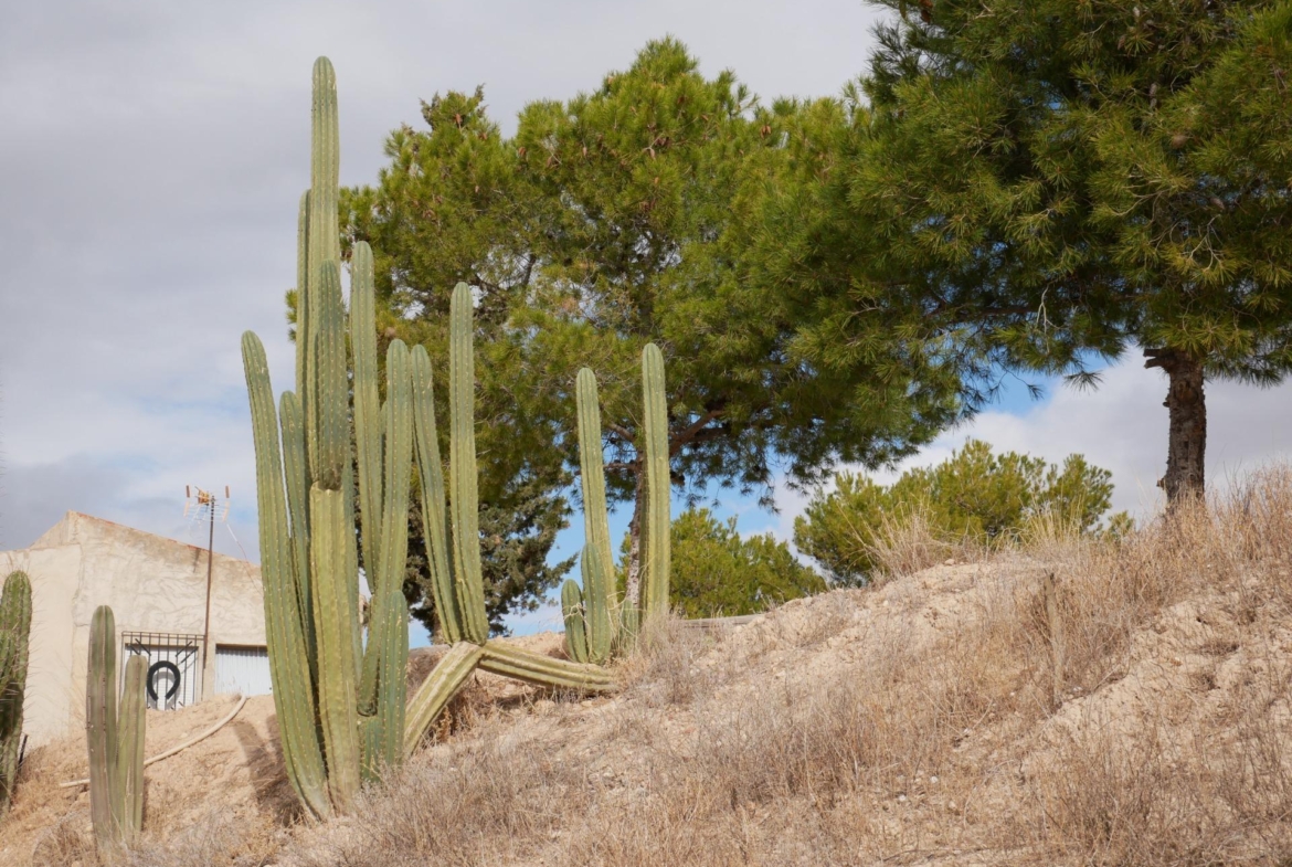 CASA CON TERRENO EN ZONA EL SALADO, ABANILLA