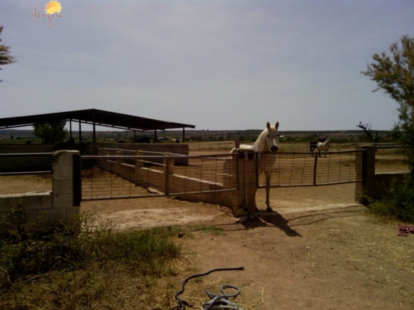 FAMOUS RIDING CENTER WITH INDEPENDENT RURAL HOUSE