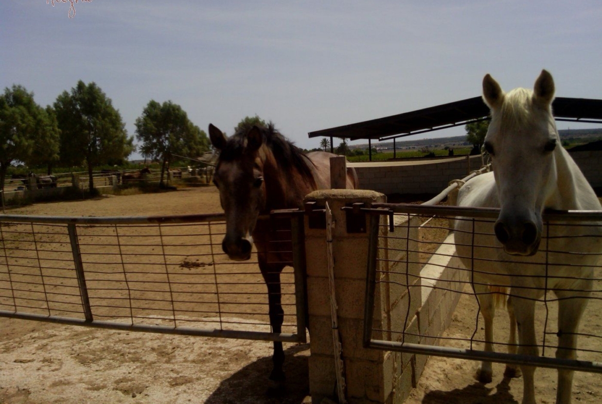 FAMOUS RIDING CENTER WITH INDEPENDENT RURAL HOUSE