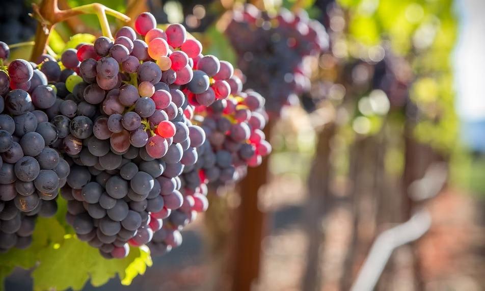Exclusive Winery Estate with Vineyards, Restaurant and Event Facilities in Albacete – A Unique Investment Opportunity