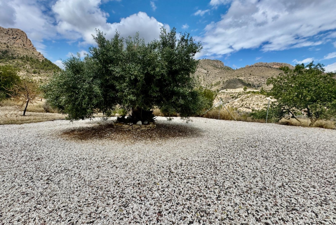 Omringd door olijfbomen Relleu, Alicante