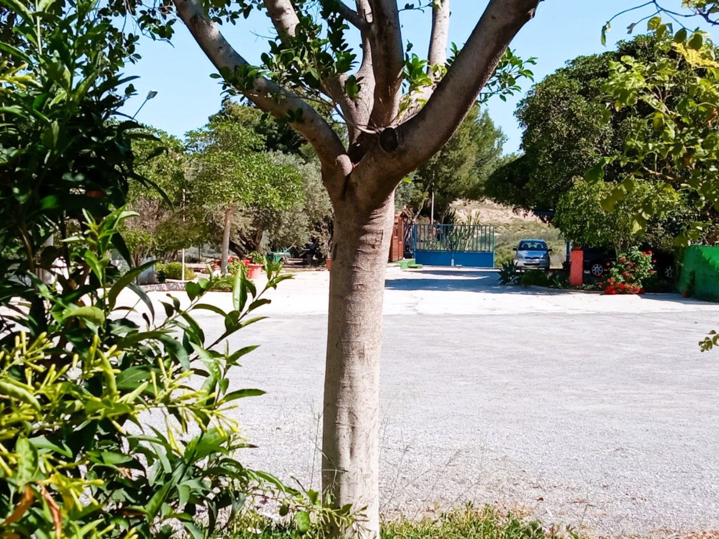 INDEPENDENT VILLA OF 500M2 – LAND OF 10,000M2 NEXT TO BONALBA – MUCHAMIEL