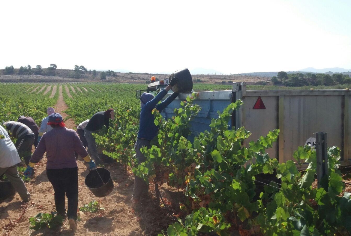 Bodega en venta en Alicante, El Pinoso