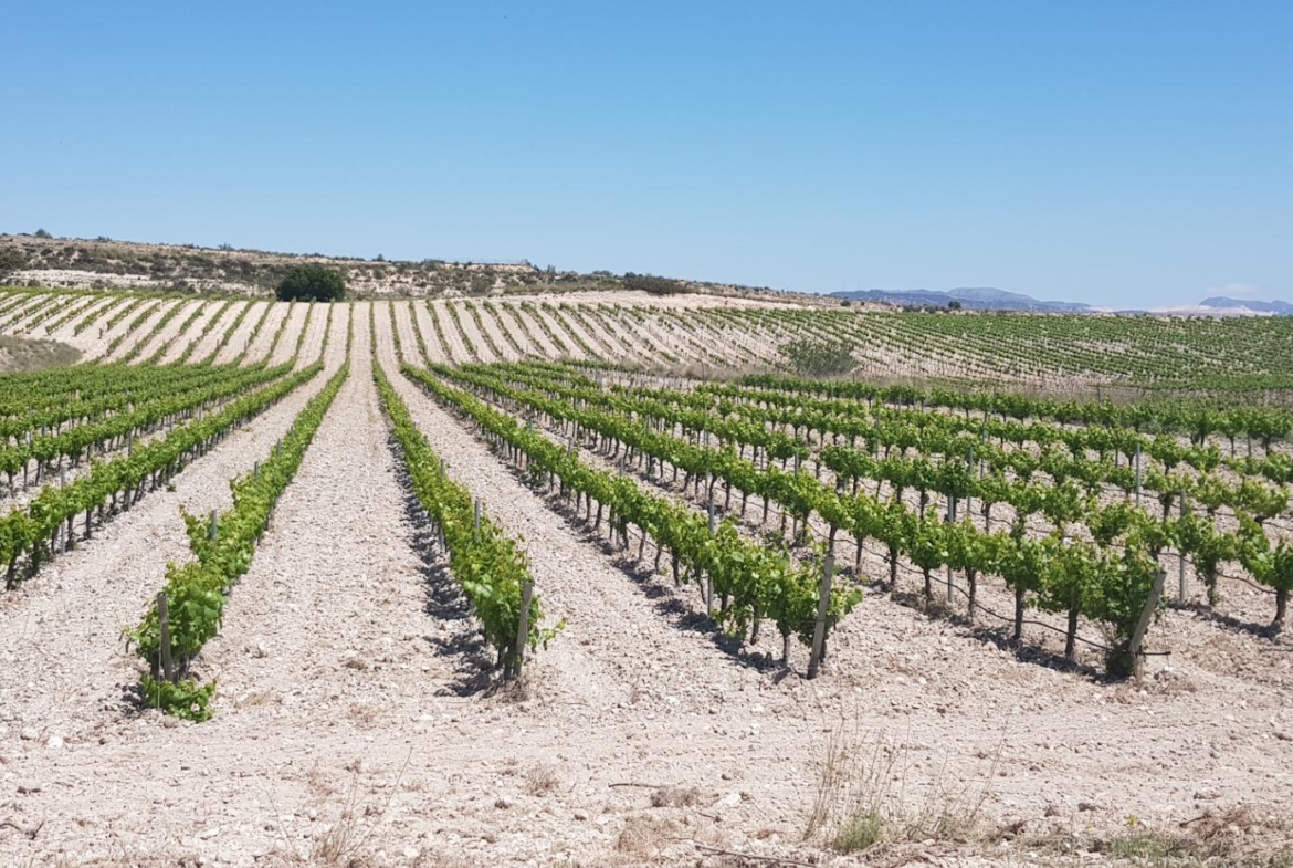 Bodega en venta en Alicante, El Pinoso
